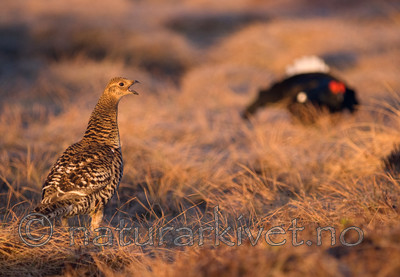 BB 08 0104 / Tetrao tetrix / Orrfugl